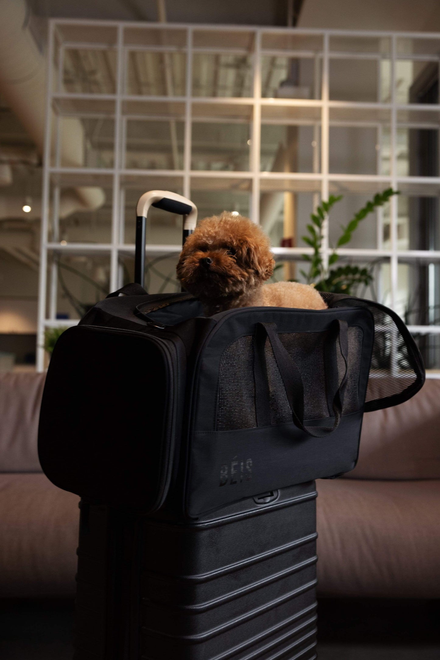 The Regulation Pet Carry-on in Black